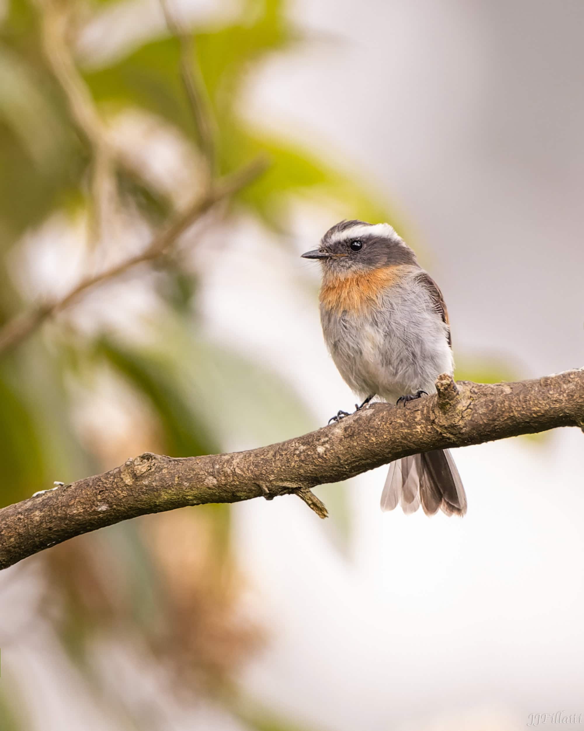 bird of colombia image 53